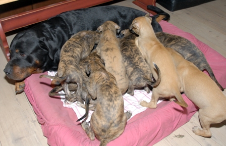 For mange