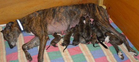 Chevys litter 2009