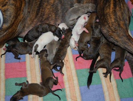 Chevys puppies
