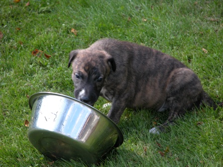 Vannhund